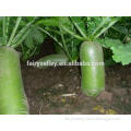 High Quality Long Juicy Fruit Type Green Radish Seeds For Sale